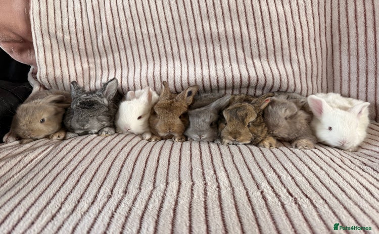 French Lop rabbits - Advert 2