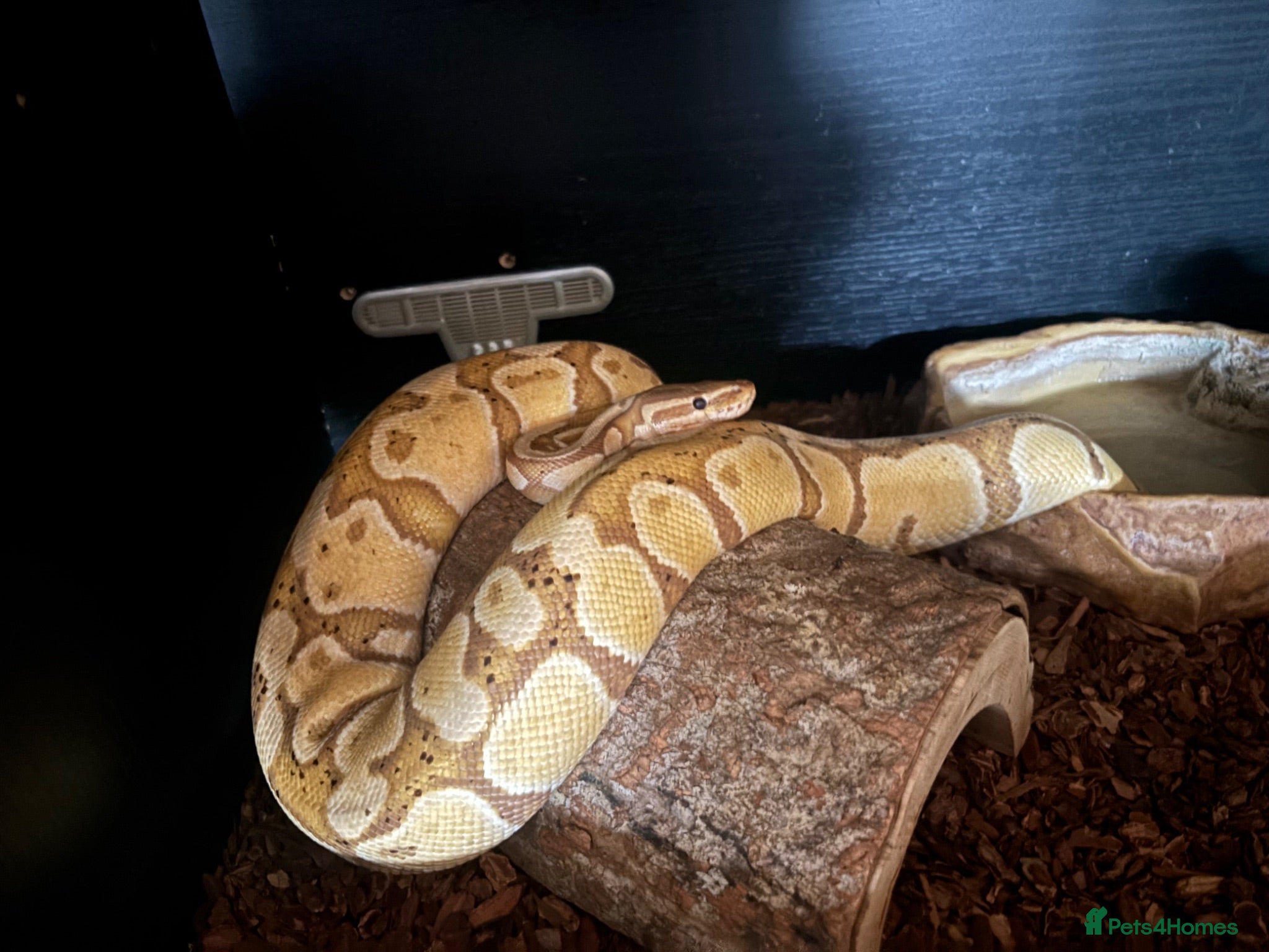 Python Snake reptiles Female Royal Python  - Advert 2