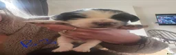 Sprocker dogs for sale: Sprocker spaniel puppies  in Littleborough - Advert 4
