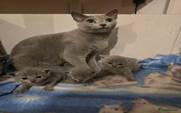 Russian Blue cats for sale: Pedigree Blue Russian kittens Gccf  - Image 19