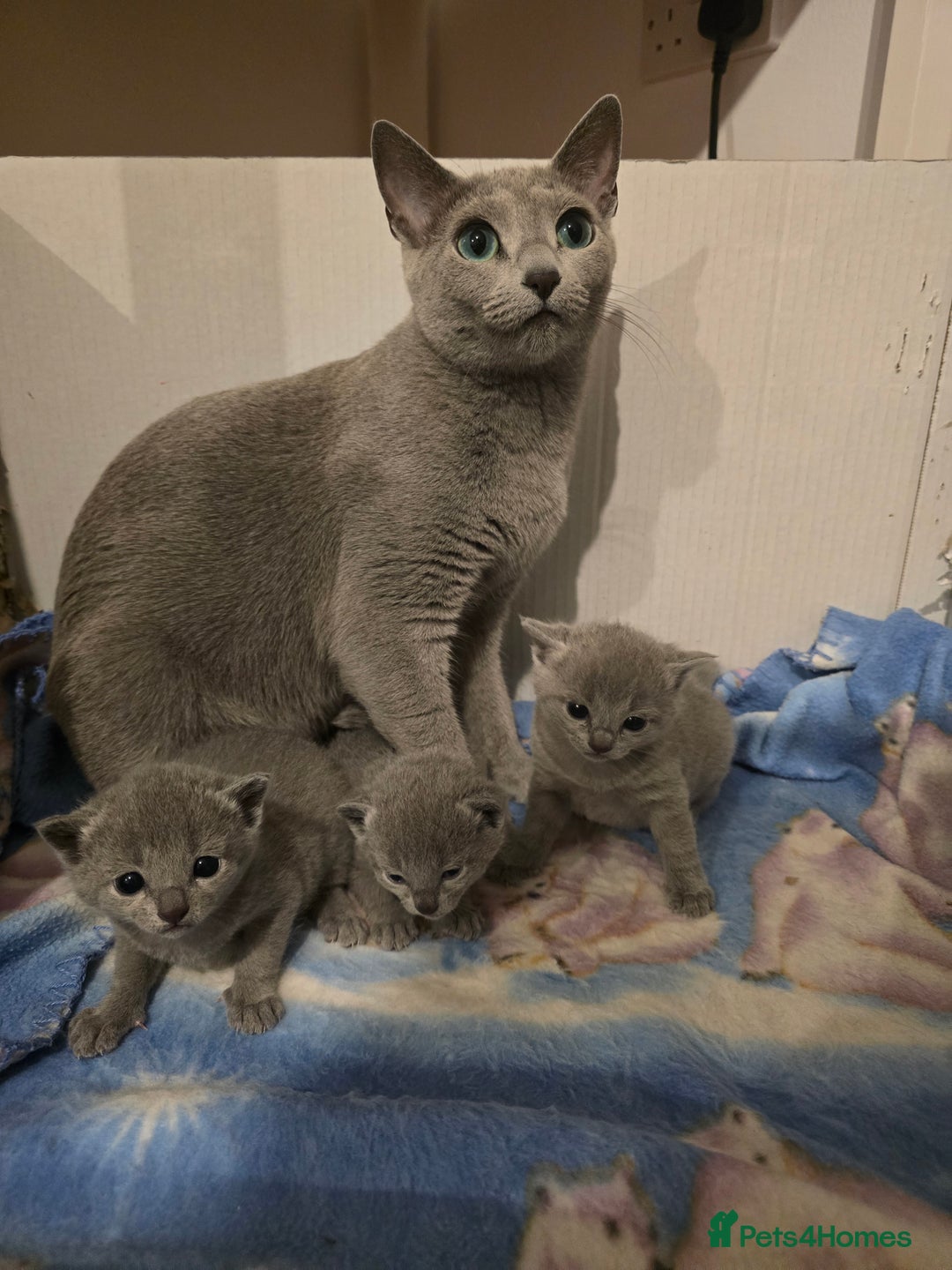 Russian Blue cats for sale: Pedigree Blue Russian kittens Gccf  - Image 19