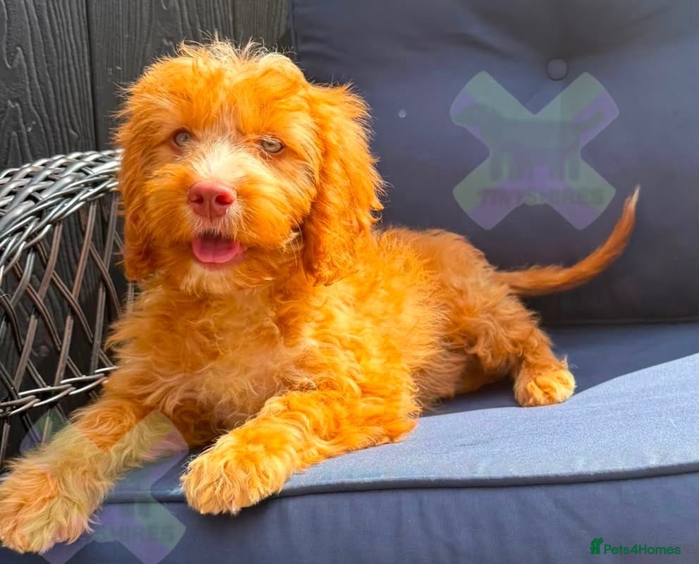 Cockapoo dogs F1 Apricot 🩵mini cockapoo 30 dna clear  - Advert 1