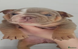 English Bulldog dogs for sale: Kc british bulldogs  - Image 1