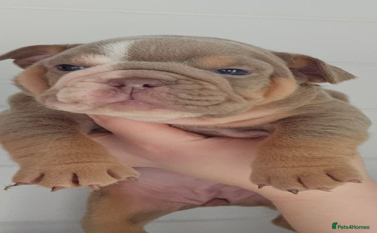 English Bulldog dogs - Advert 1