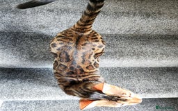 Bengal cats for sale: 🔥 Outstanding Adult Bengal cats Come See 😺 🐾 - Image 13