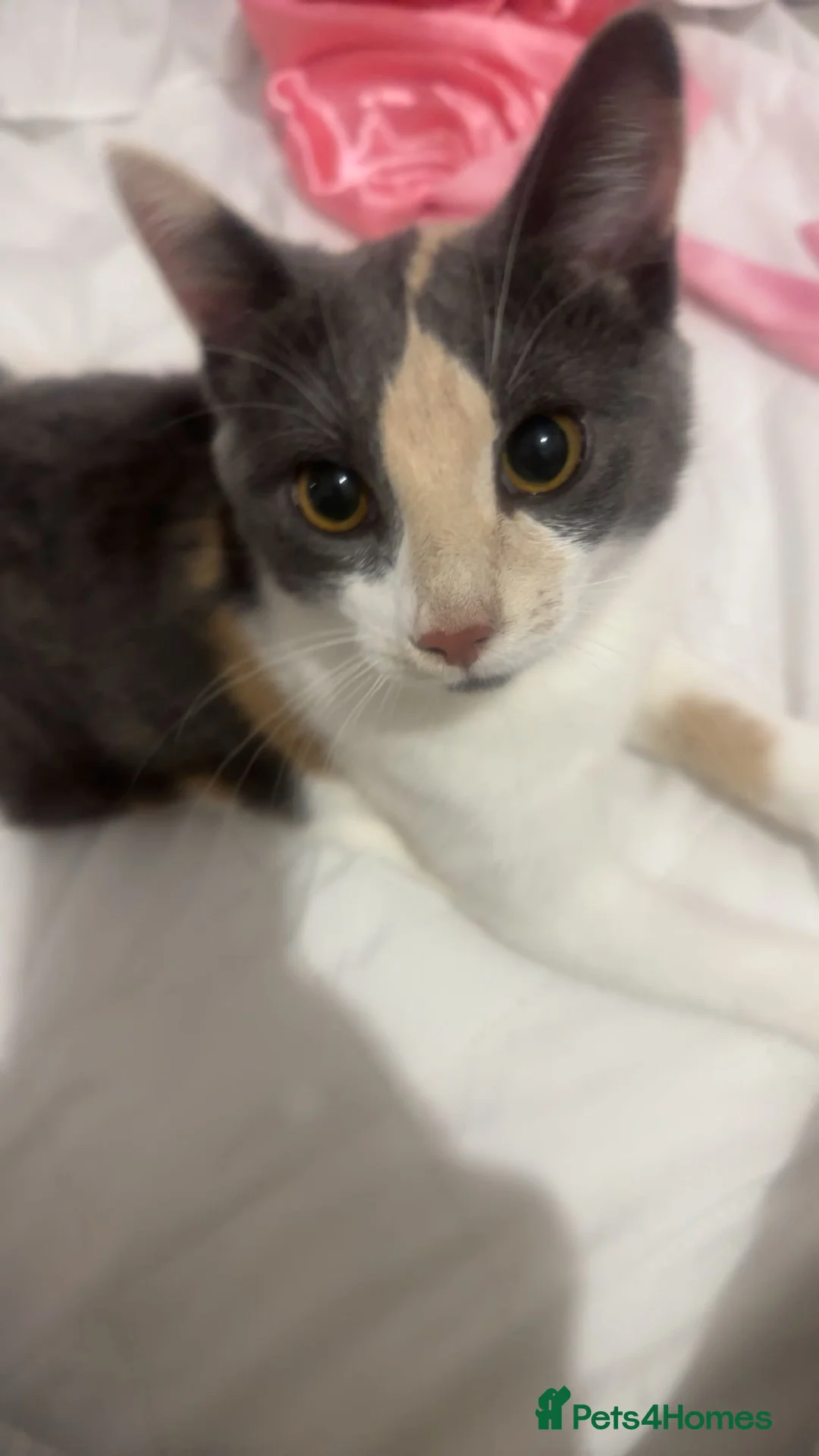 Domestic Shorthair cats for sale: Two 6 month old kittens  in Wallsend - Advert 2