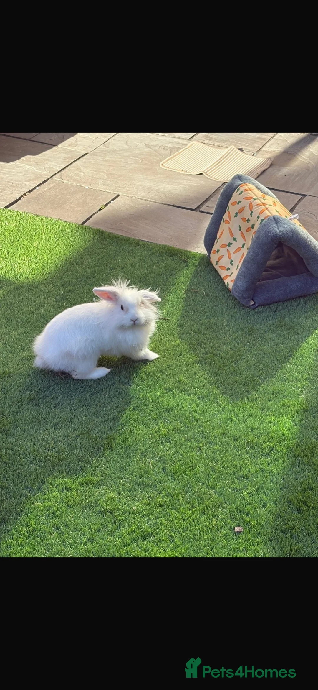 Mini Lion Lop rabbits for sale: 6 month old Lion Lop Rabbit in Sunderland - Advert 5