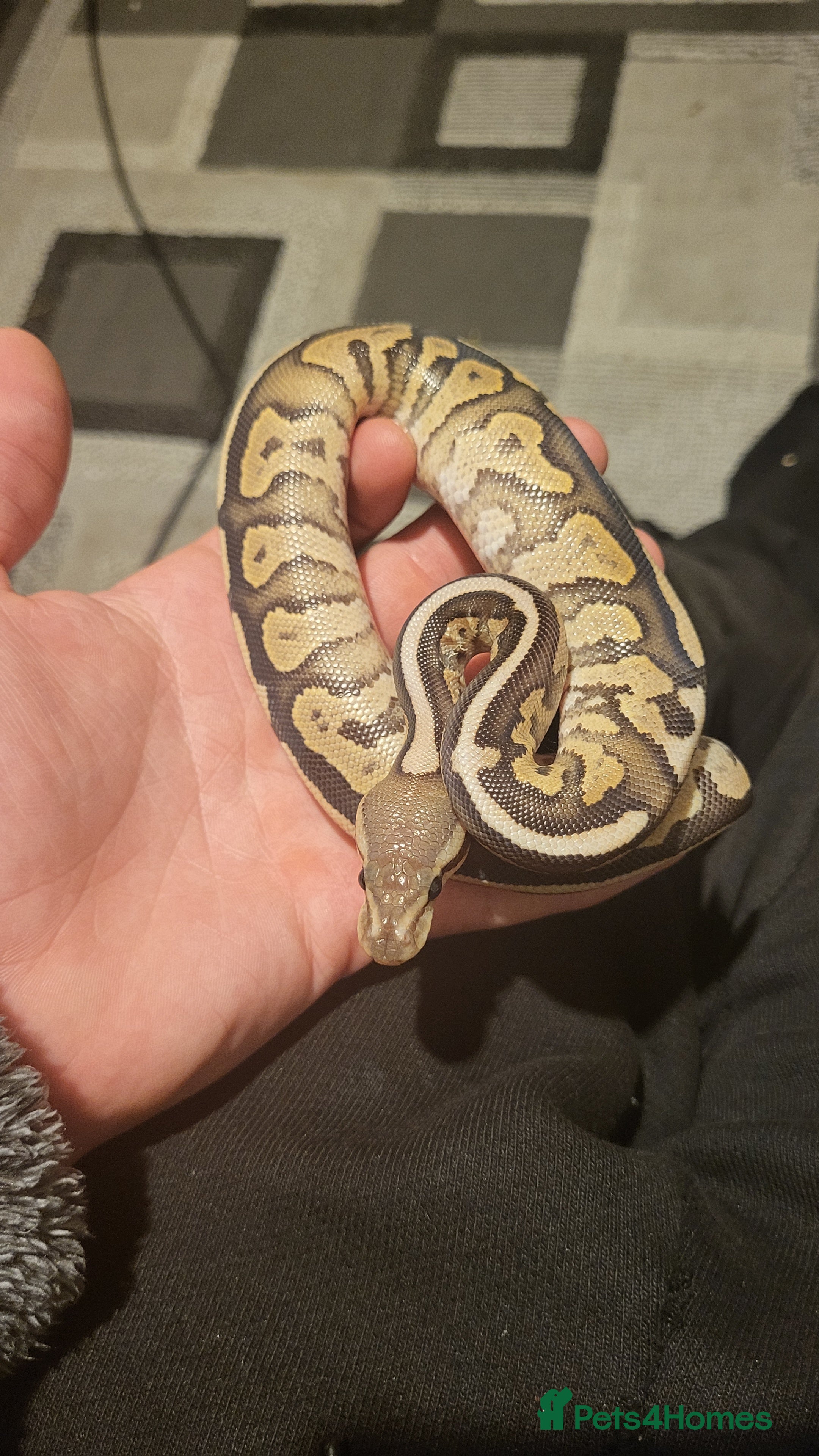 Python Snake reptiles 2 pythons 1 corn snake  - Advert 4