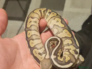 Python Snake reptiles 2 pythons 1 corn snake - Advert 1