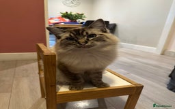Mixed Breed cats for sale: Half ragdoll fluffy kittens  - Image 10
