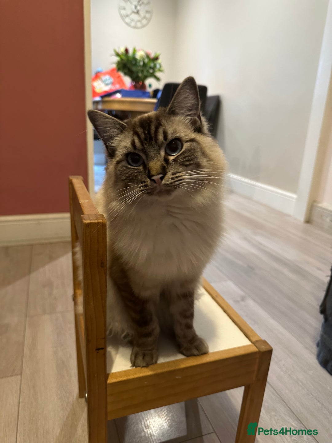 Mixed Breed cats for sale: Half ragdoll fluffy kittens  - Image 10