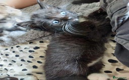 Mixed Breed cats for sale: Last female ready Wednesday - Image 5