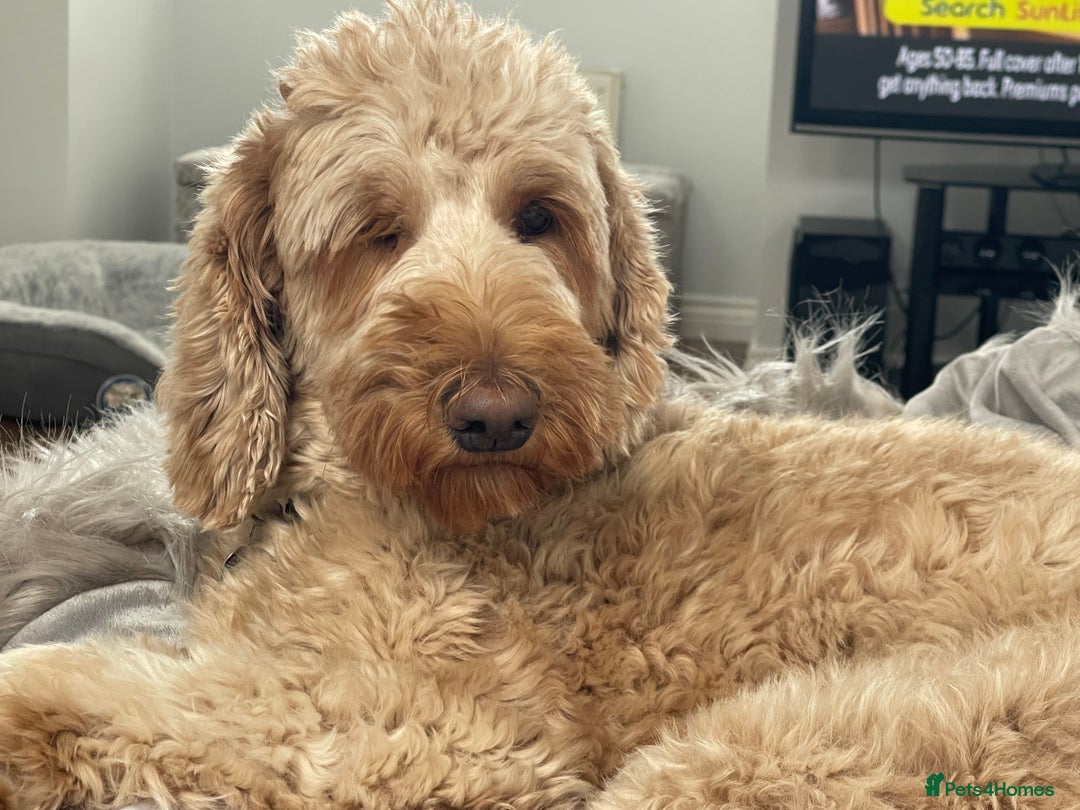 Goldendoodle dogs for sale: Multigenerational Medium Girls Available  - Advert 17