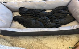 Kerry Blue Terrier dogs for sale: KC registered Kerry blue puppies - Image 4