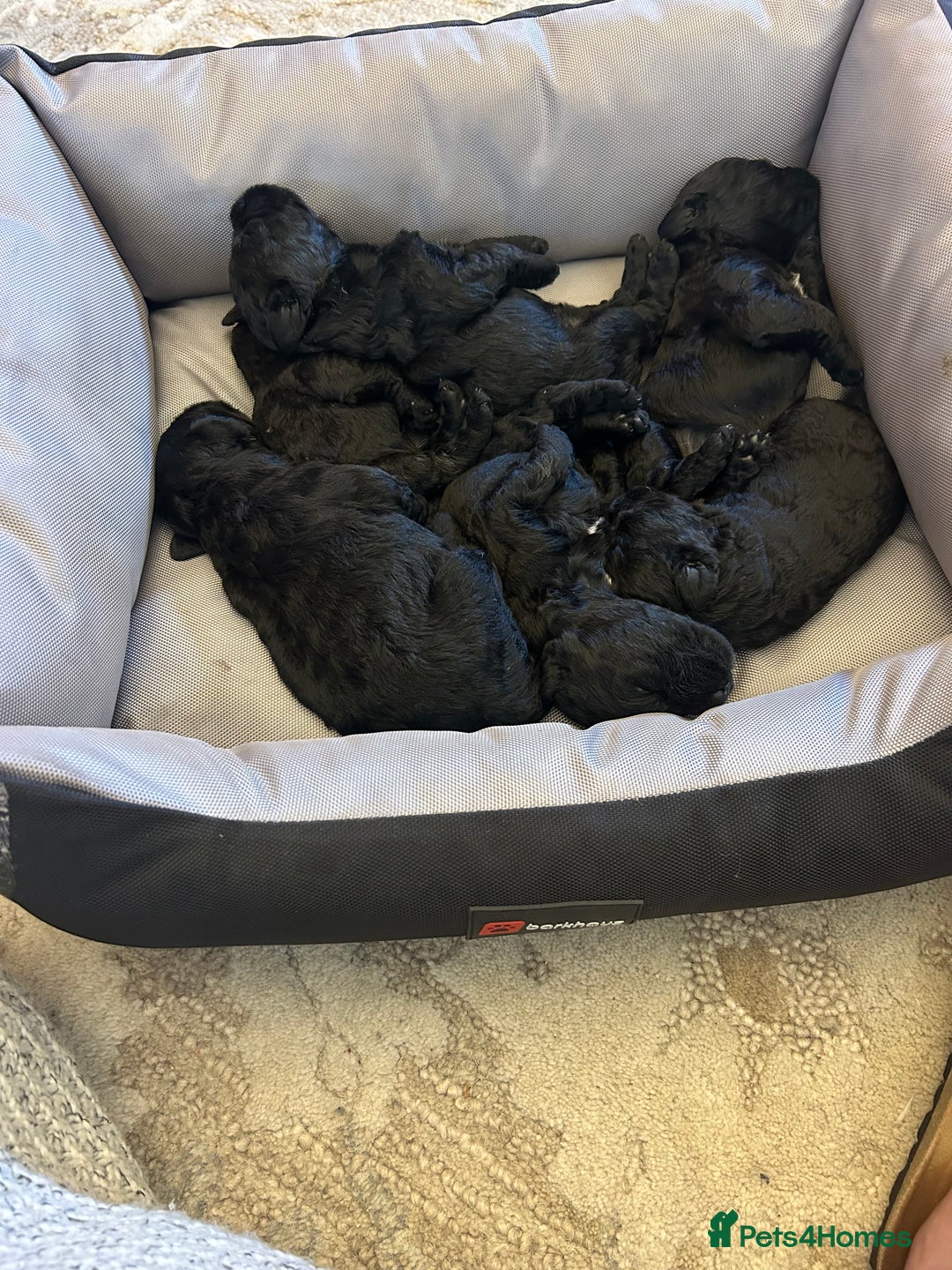 Kerry Blue Terrier dogs for sale: KC registered Kerry blue puppies - Image 4