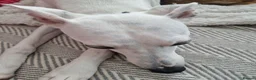 Whippet dogs for sale: Parti Whippet Puppies  in Shepton Mallet - Advert 8