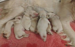 Golden Retriever dogs for sale: KC Fully health tested Golden retriever puppies - Image 4