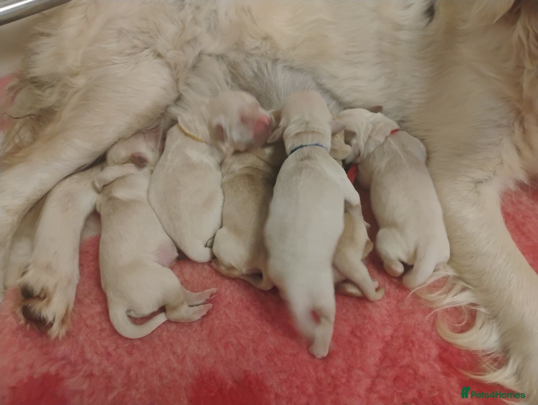 Golden Retriever dogs for sale: KC Fully health tested Golden retriever puppies - Image 4