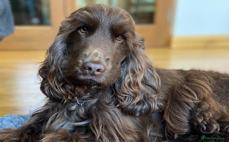 Cocker Spaniel dogs Fabulous Chocolate Show Cocker Spaniel Stud - Advert 1