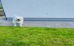 Labrador Retriever dogs for sale: Extensively health tested white chunky Labradors  - Image 2