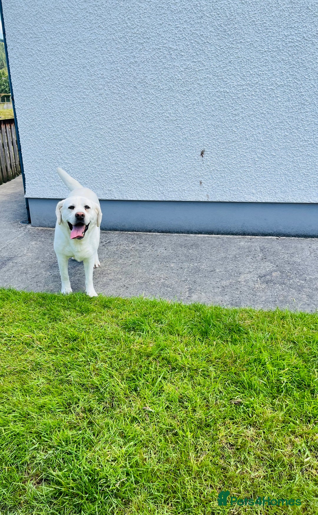 Labrador Retriever dogs for sale: Extensively health tested white chunky Labradors  - Image 2