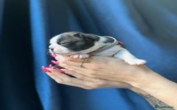 Boston Terrier dogs for sale: Boston terrier puppy - Image 6