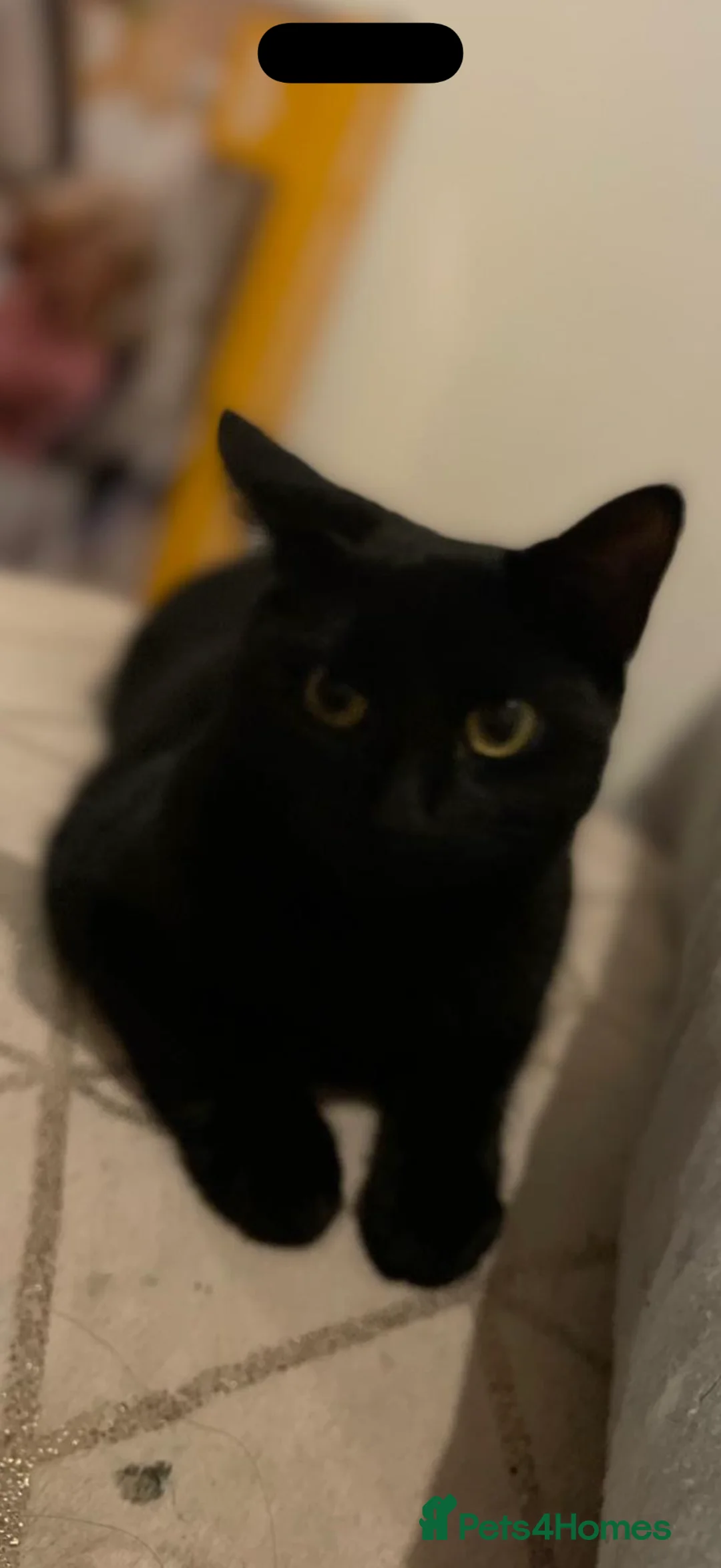 Mixed Breed cats for sale: Mixed female black cat - Advert 1