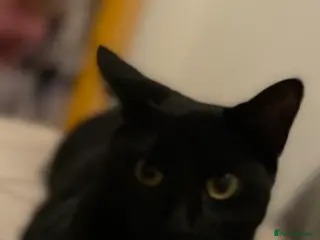 Mixed Breed cats Mixed female black cat - Advert 3