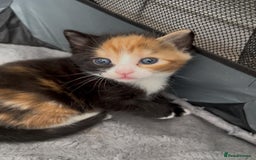 Mixed Breed cats for sale: Cute kittens  - Advert 8