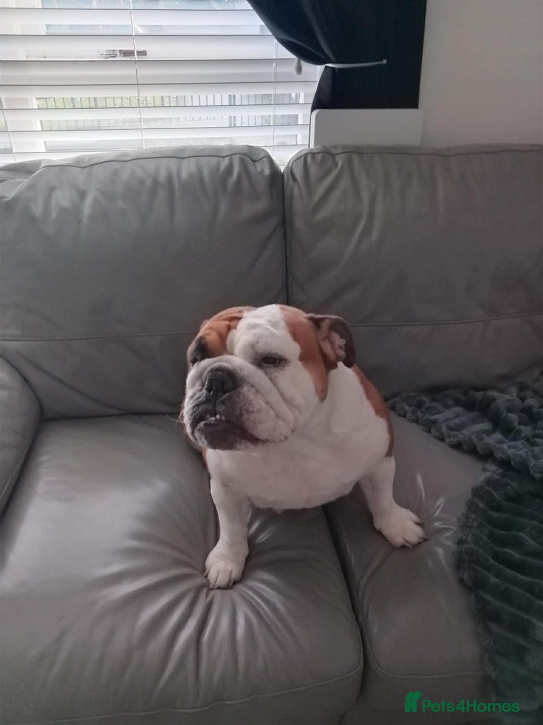 English Bulldog dogs for sale: English bulldog  - Advert 1