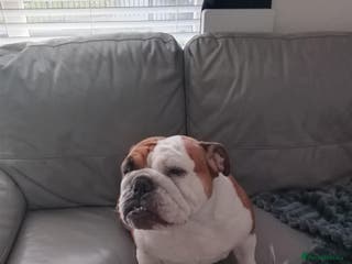 English Bulldog dogs English bulldog - Advert 14