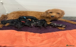 Labradoodle dogs for sale: F1bb labradoodle puppies black curly coat 🧬 clear - Image 24