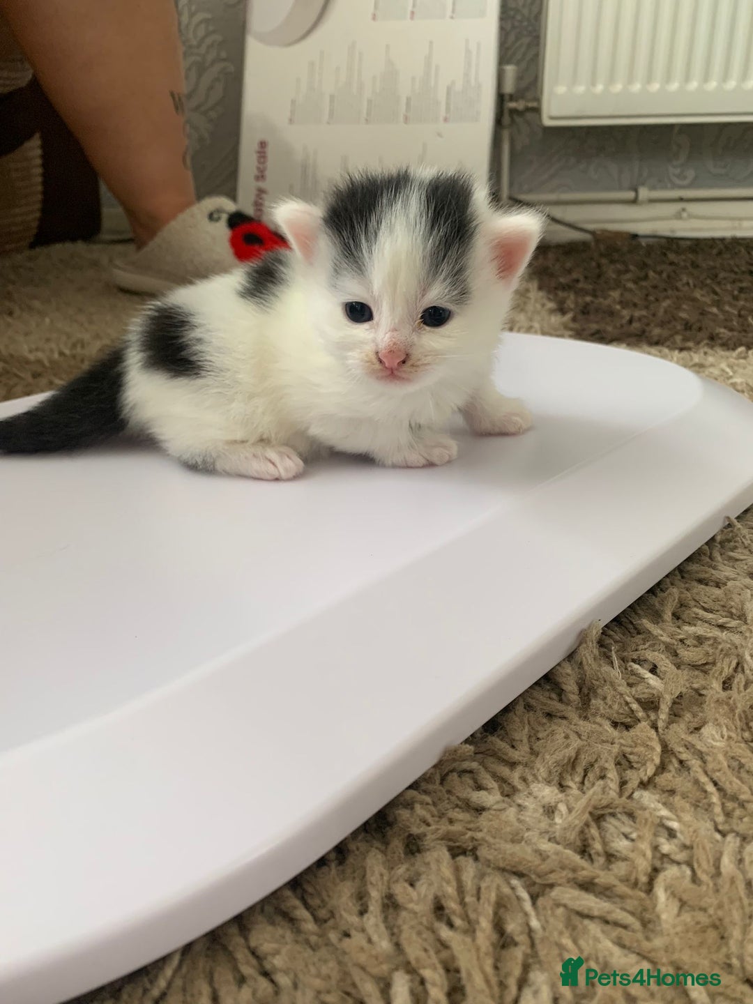 British Longhair cats for sale: Kittens for sale - Image 5