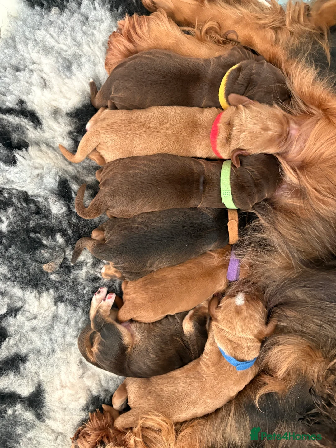 Cocker Spaniel dogs for sale: ✨Heath tested true to type KC show cockers✨ - Advert 2
