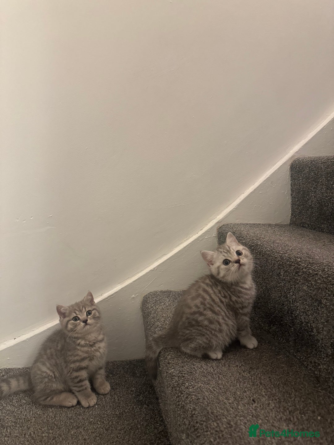 British Shorthair cats for sale: British Shorthair-Blue cream/silver tabby kittens  - Image 3