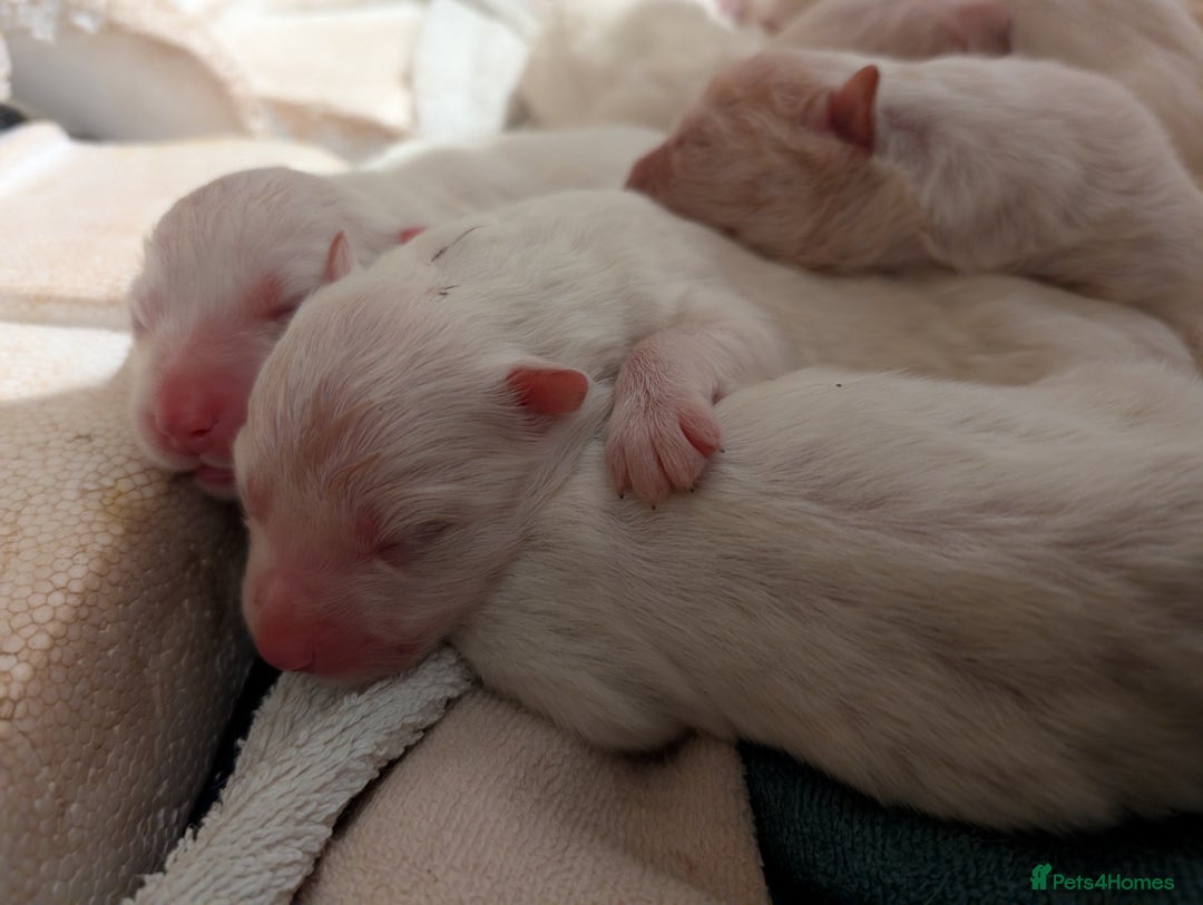 Samoyed dogs for sale: Samoyed Puppies for Sale - Advert 1