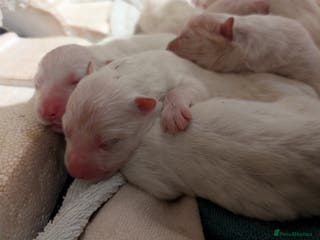 Samoyed dogs Samoyed Puppies for Sale - Advert 2