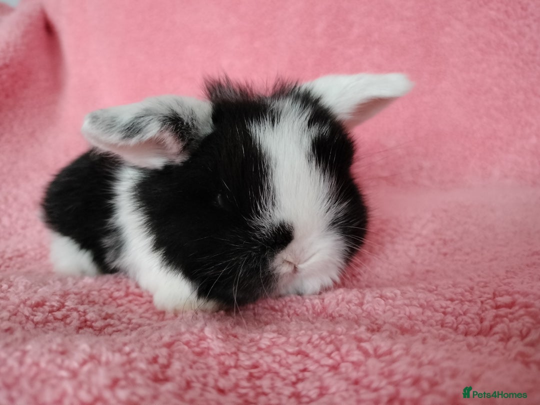 Mini Lop rabbits for sale: Baby mini lops for sale  - Advert 1