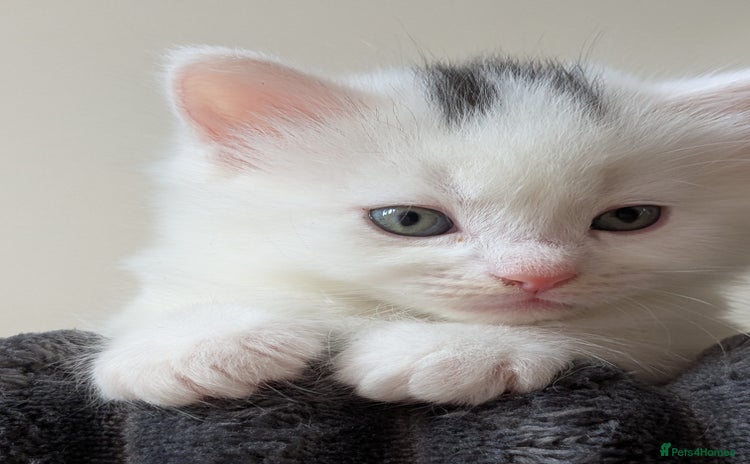 British Shorthair cats - Advert 16