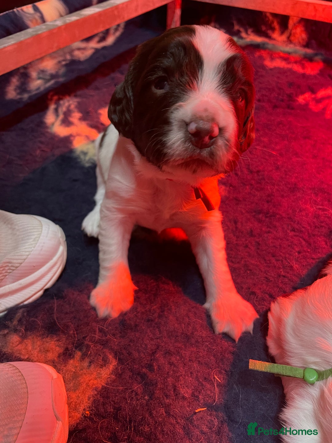 English Springer Spaniel dogs for sale: KC registered English Springer Spaniel pups - Advert 6
