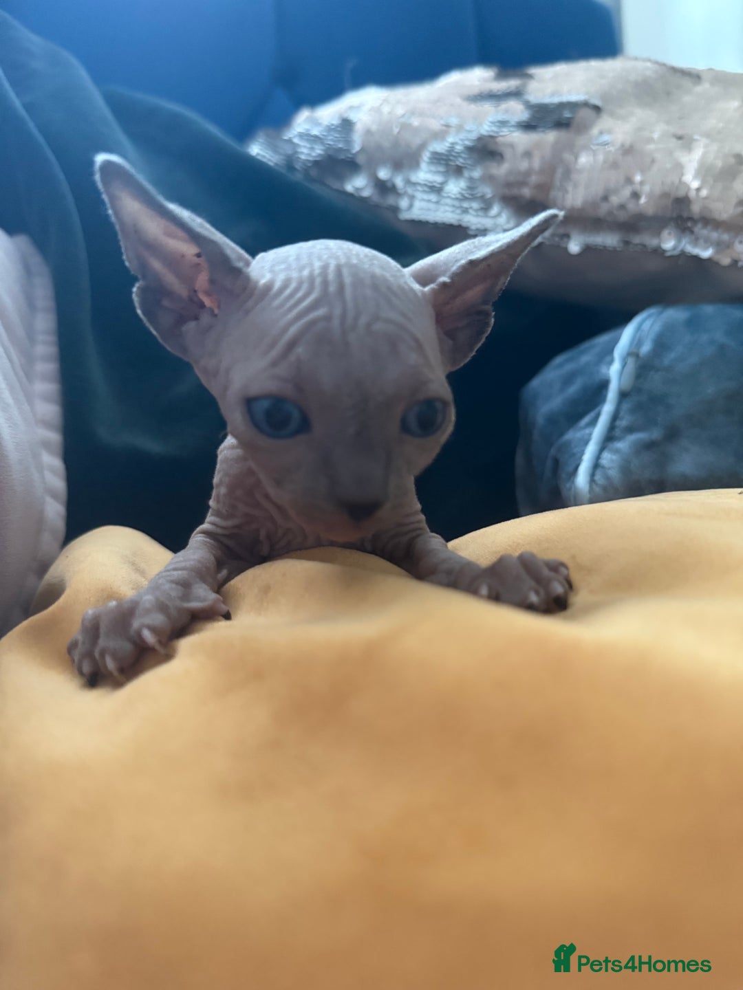 Sphynx cats for sale: Amazing kitten looking for family  - Image 7