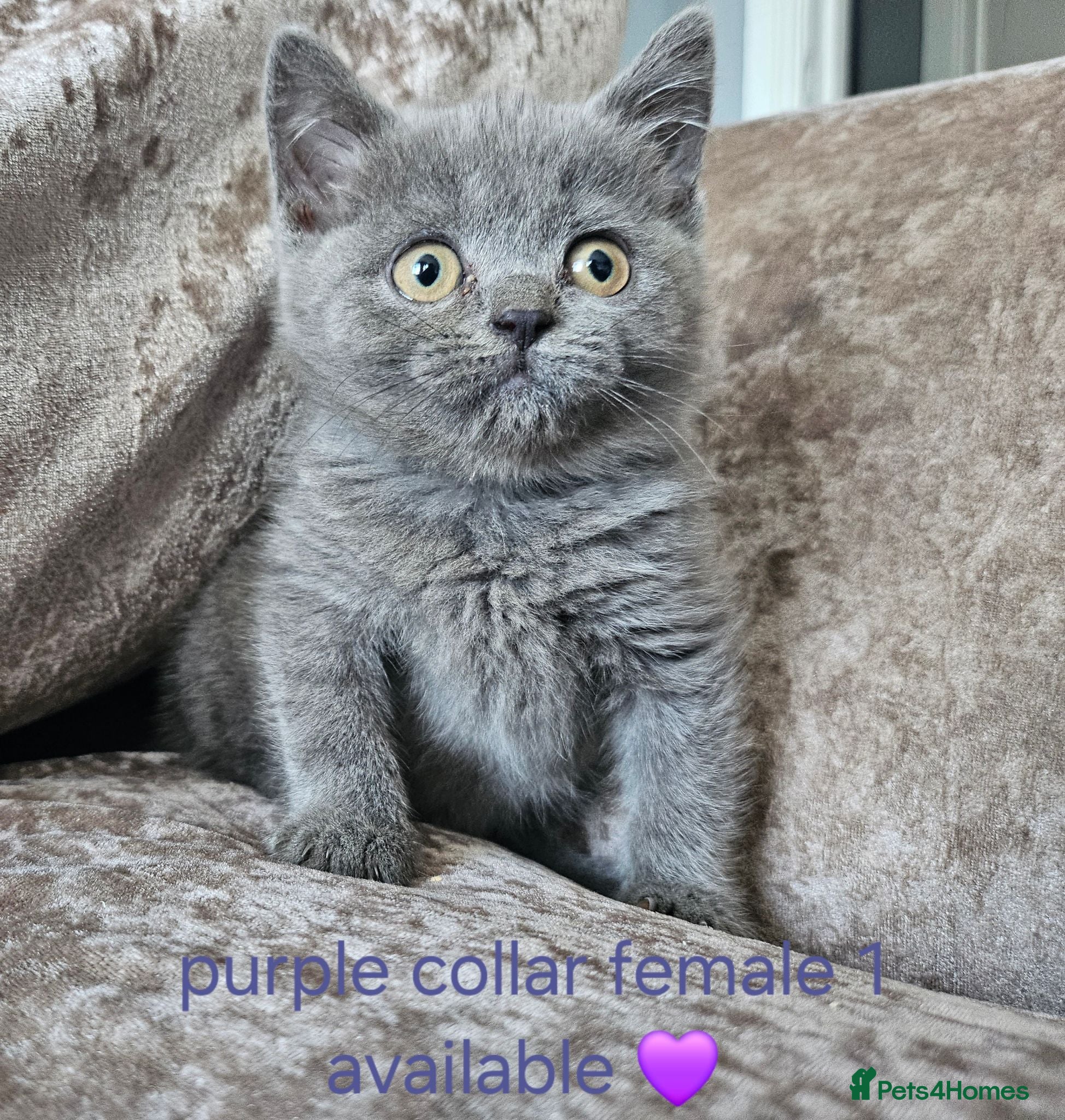 British Shorthair cats British blue shorthairs LAST 3 LEFT  - Advert 1