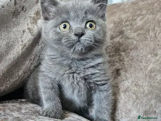 British Shorthair cats British blue shorthairs LAST 3 LEFT - Advert 1