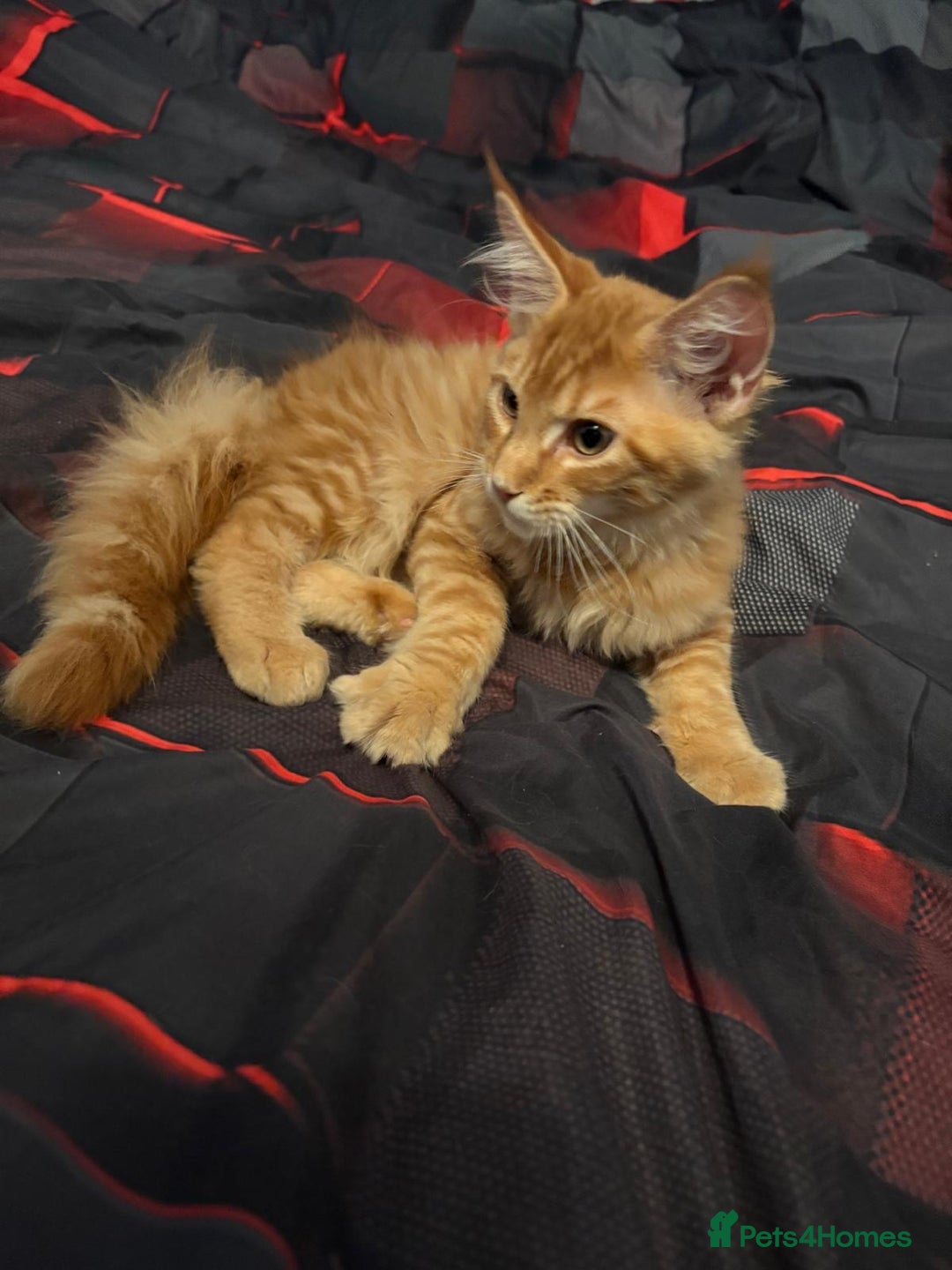 Maine Coon cats for sale: Pure blood Maine Coon kitten - Image 4