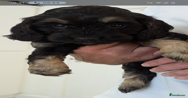 Cockapoo dogs - Advert 11