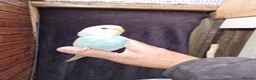 Budgerigars birds for sale: Super silly hand tamed budgies for sale  - Advert 16