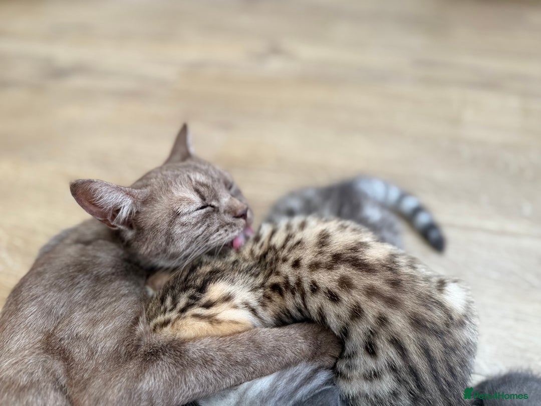 British Shorthair cats for sale: GCCF BSH Chinchilla Rare, Beautiful Kittens - Image 36