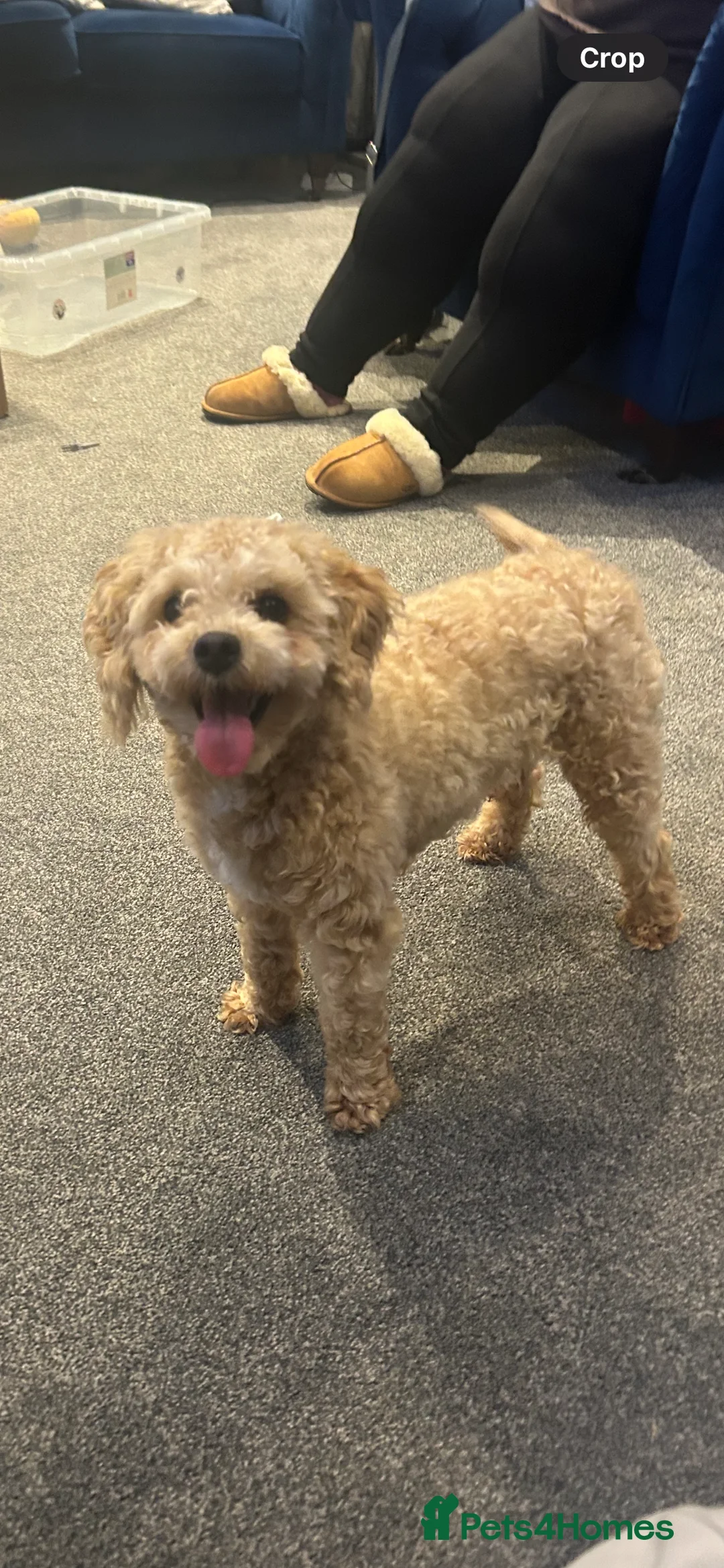 Poochon dogs for stud: ✨ Delightful Dash ✨ - Advert 2