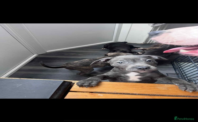 Staffordshire Bull Terrier dogs - Advert 4
