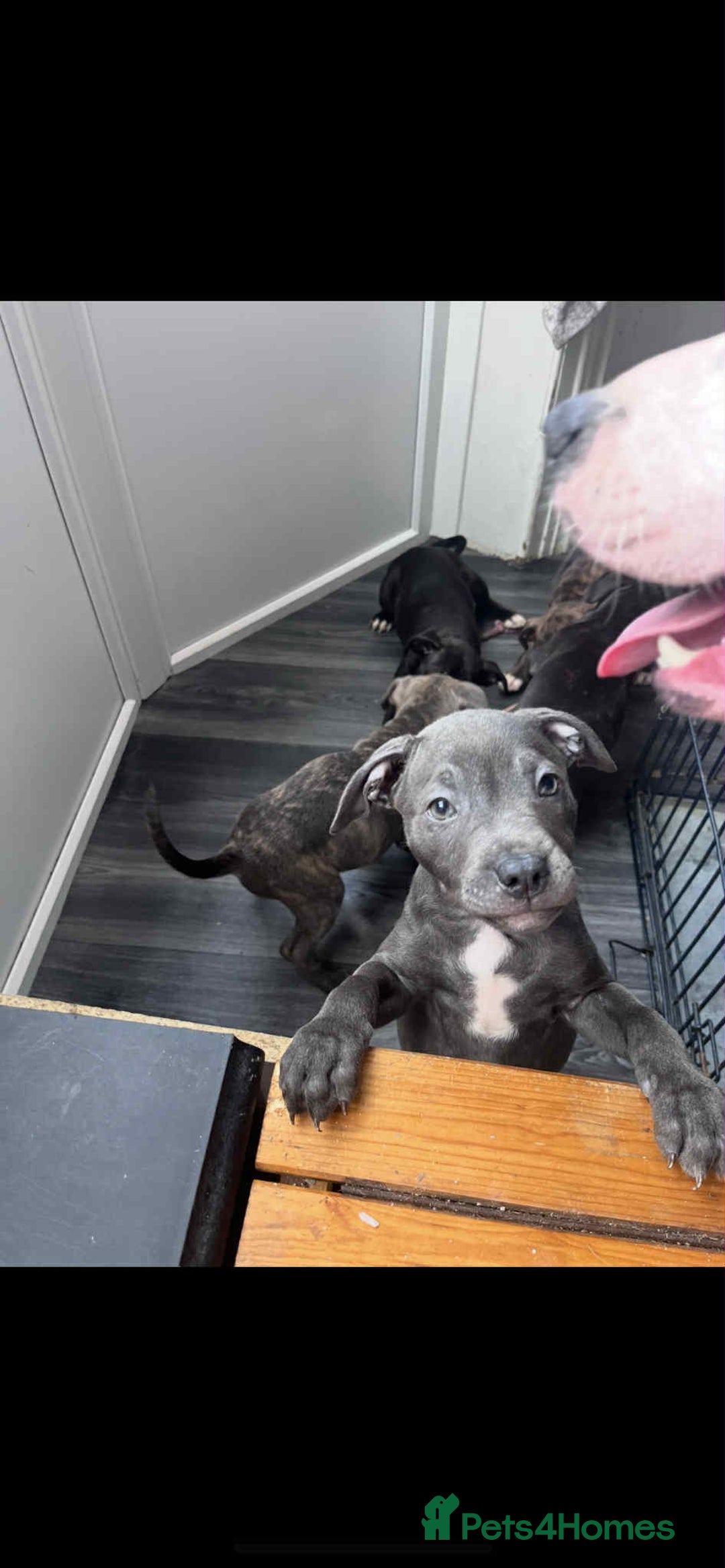 Staffordshire Bull Terrier dogs for sale: Staffy Babies Ready to leave - Image 3
